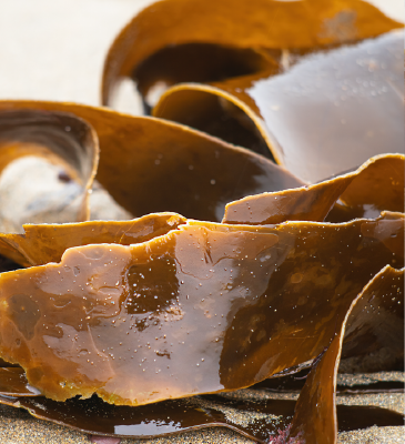 Close-up of Laminaria Hyperborea seaweed on a sandy surface